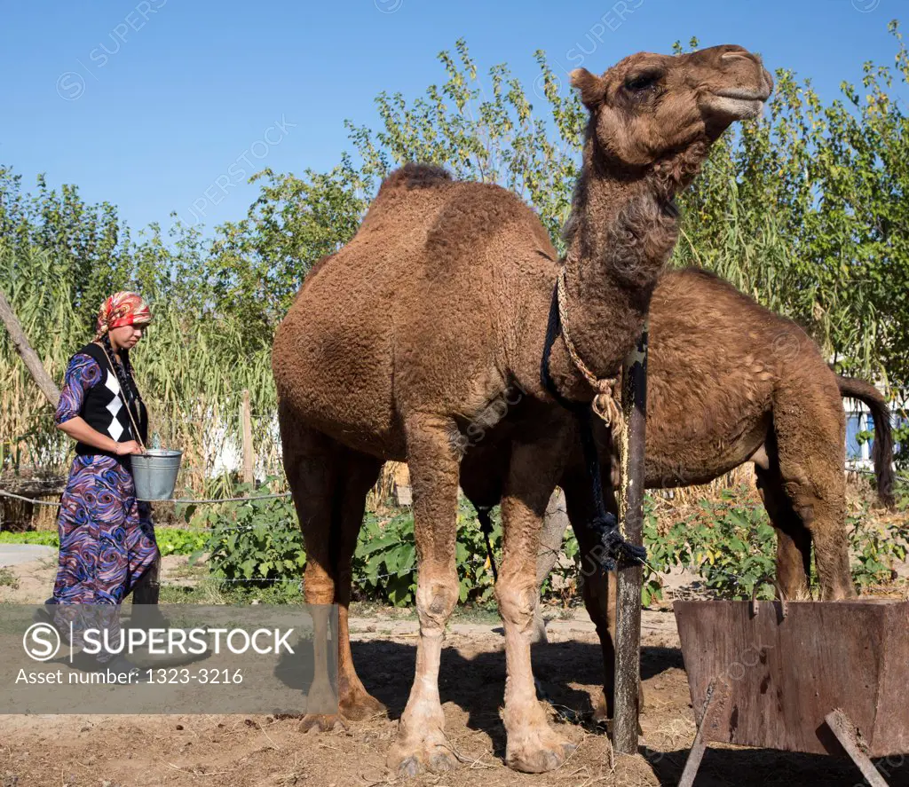 Turkmenistan, Bogurdak, Camels being milked