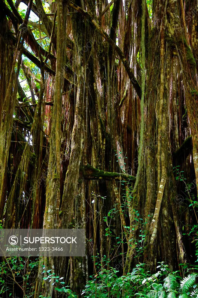 USA, Hawaii, Tropical forest near Akaka Falls