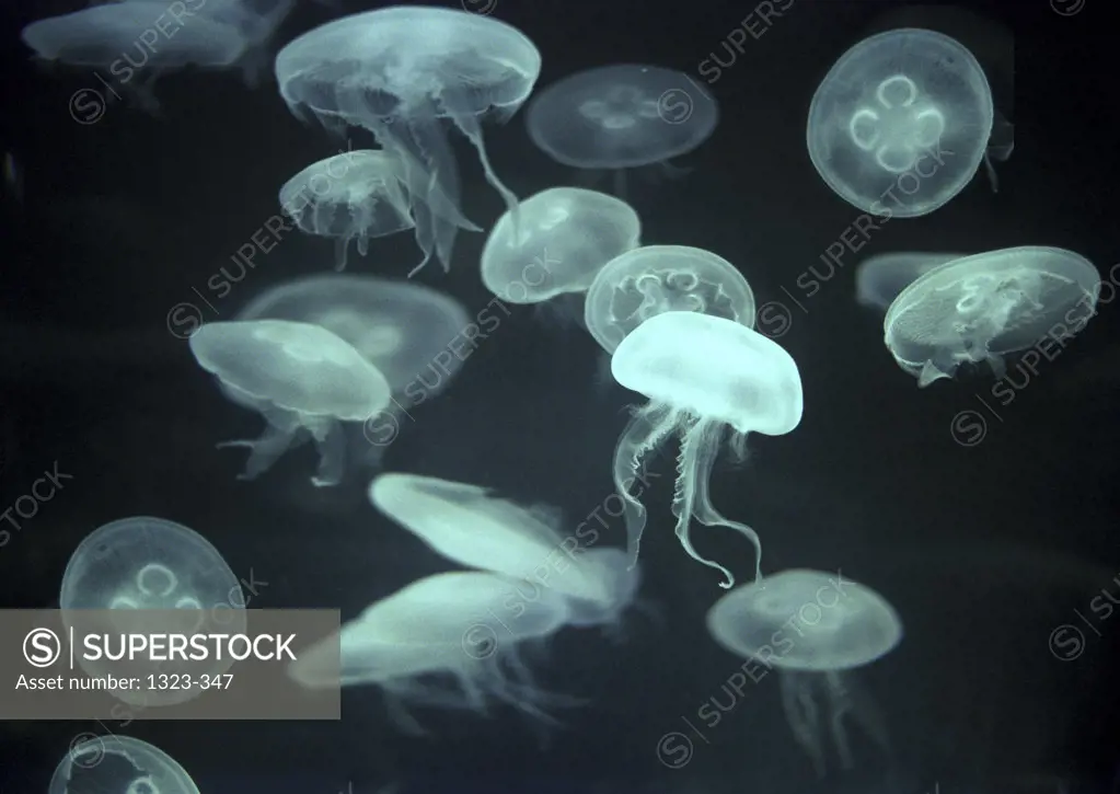 Array of jellyfish (Cassiopeia Xamachana) in the sea