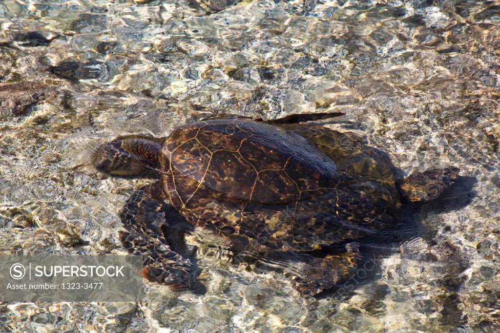 USA, Hawaii, South Kona, Sea turtle on South Kona Coast