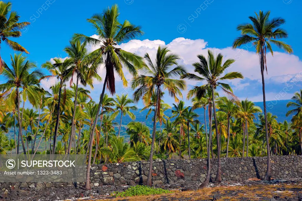 USA, Hawaii, Coconut Palms at Puuhonua o Honaunau Historical Park