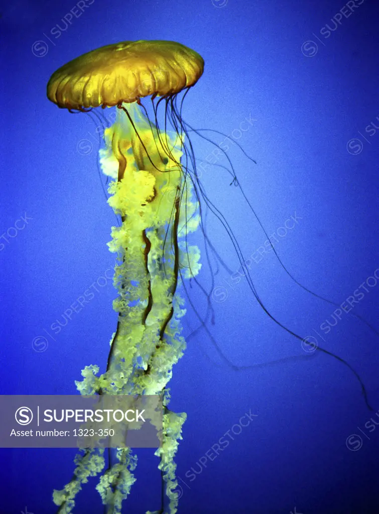 A Jellyfish (Cassiopeia Xamachana) in the sea