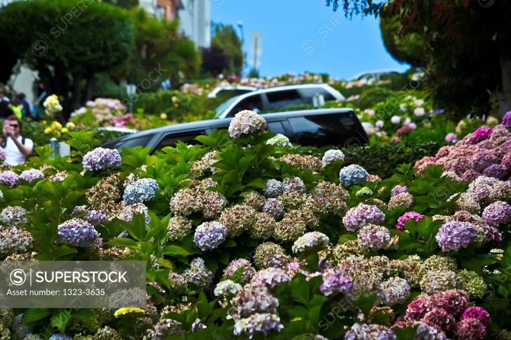 Cars in a street, Lombard Street, San Francisco, California, USA