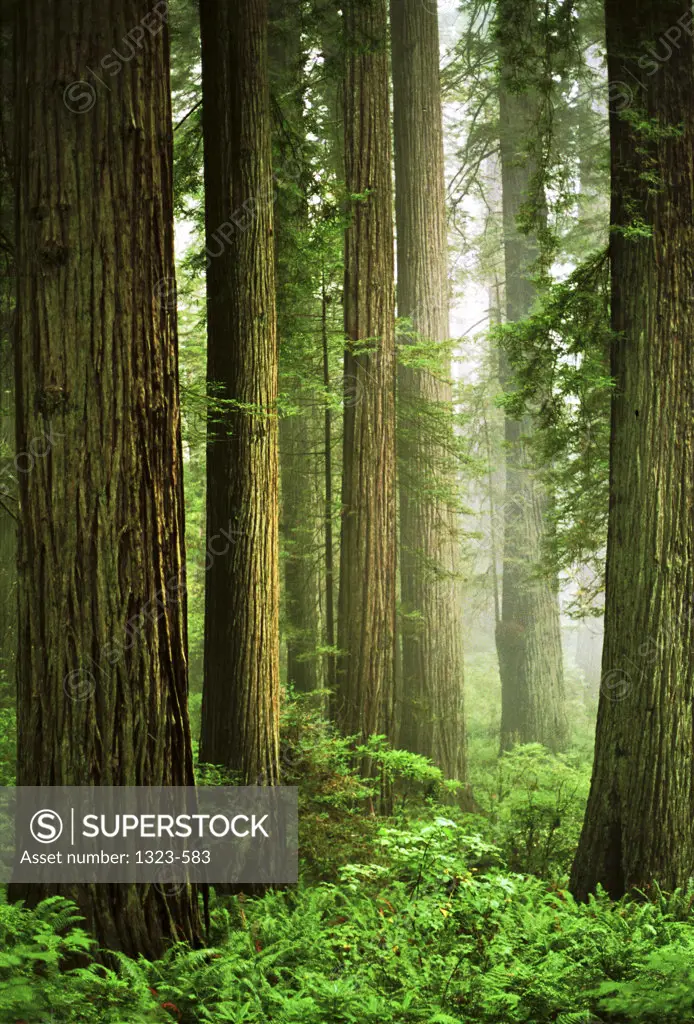 Redwood trees in a forest
