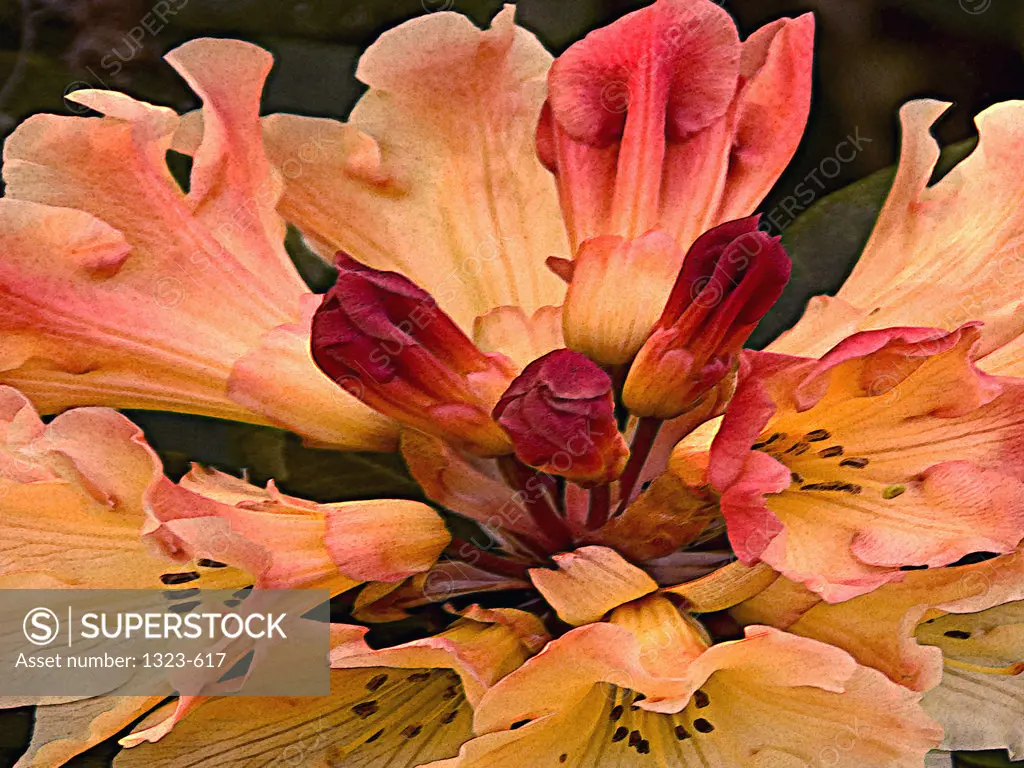 Close-up of a rhododendron