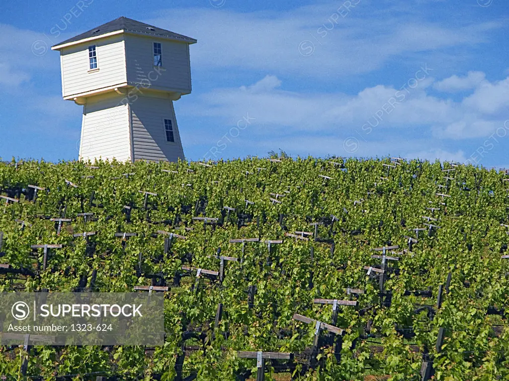 Low angle view of an agricultural building in a vineyard, Silver Oak Cellars, Napa Valley, California, USA