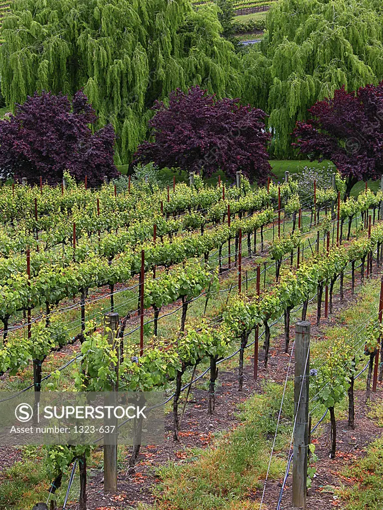 High angle view of a vineyard, Napa Valley, California, USA