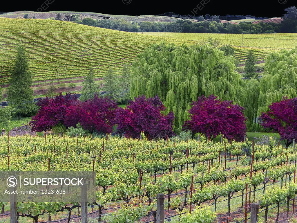 High angle view of a vineyard, Napa Valley, California, USA