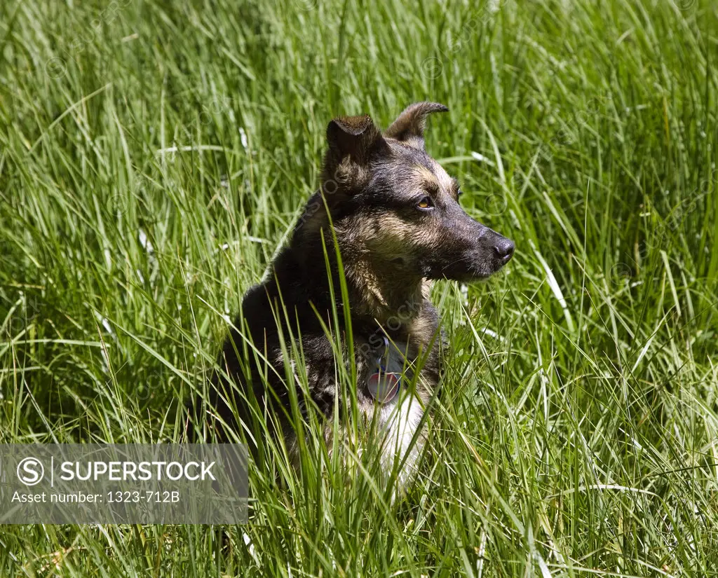 Dog sitting in grass