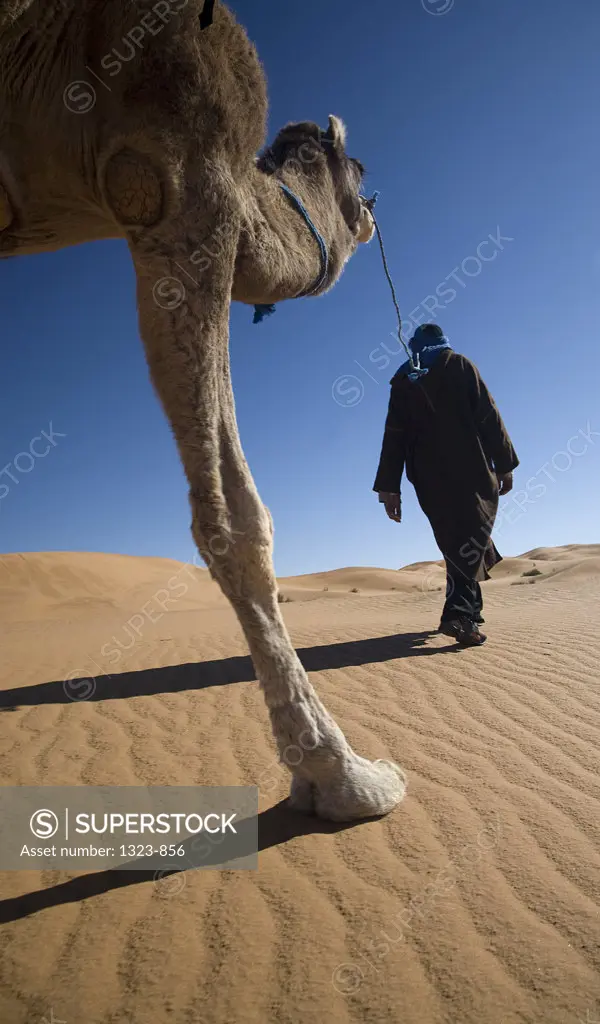 Man holding the rein of a camel, Erg Chebbi Dunes, Sahara Desert, Morocco
