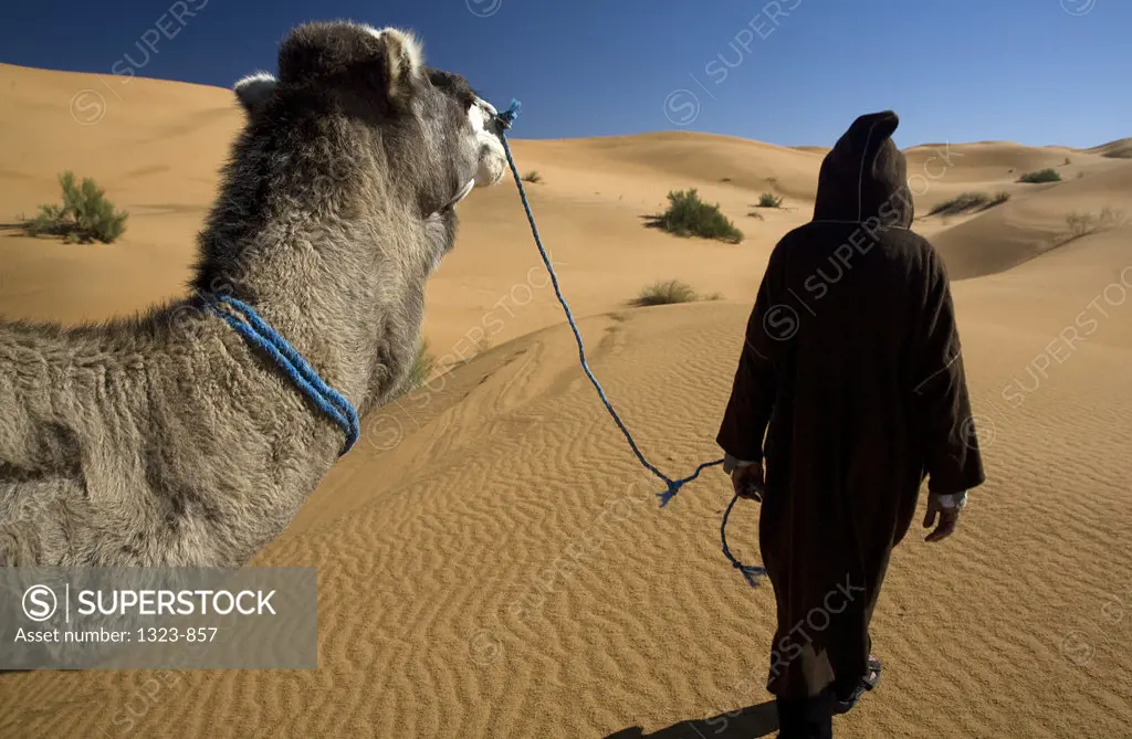 Man holding the rein of a camel walking in a desert, Erg Chebbi Dunes, Sahara Desert, Morocco