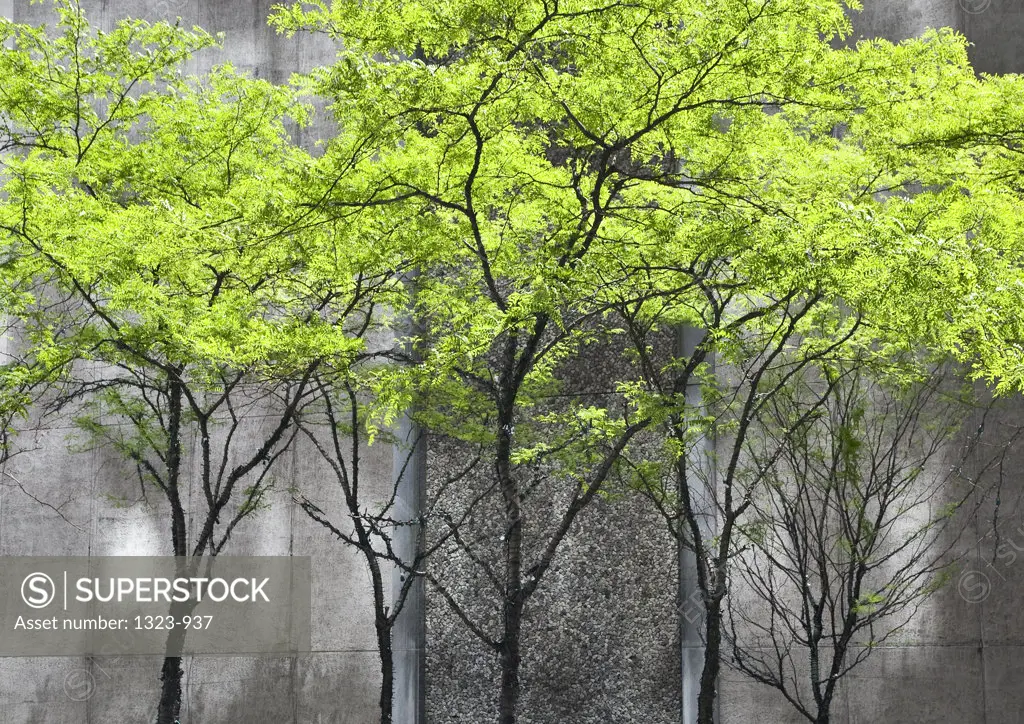 Trees in front of an office building, Manhattan, New York City, New York State, USA