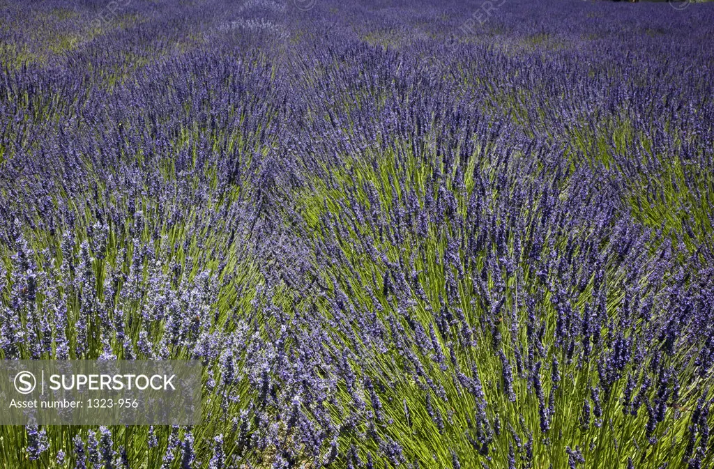 Lavender crop in the field, San Francisco, California, USA