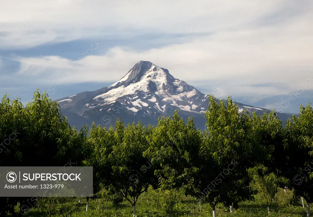 Trees in a field with a mountain in the background, Mt Hood, Hood River Valley, Oregon, USA