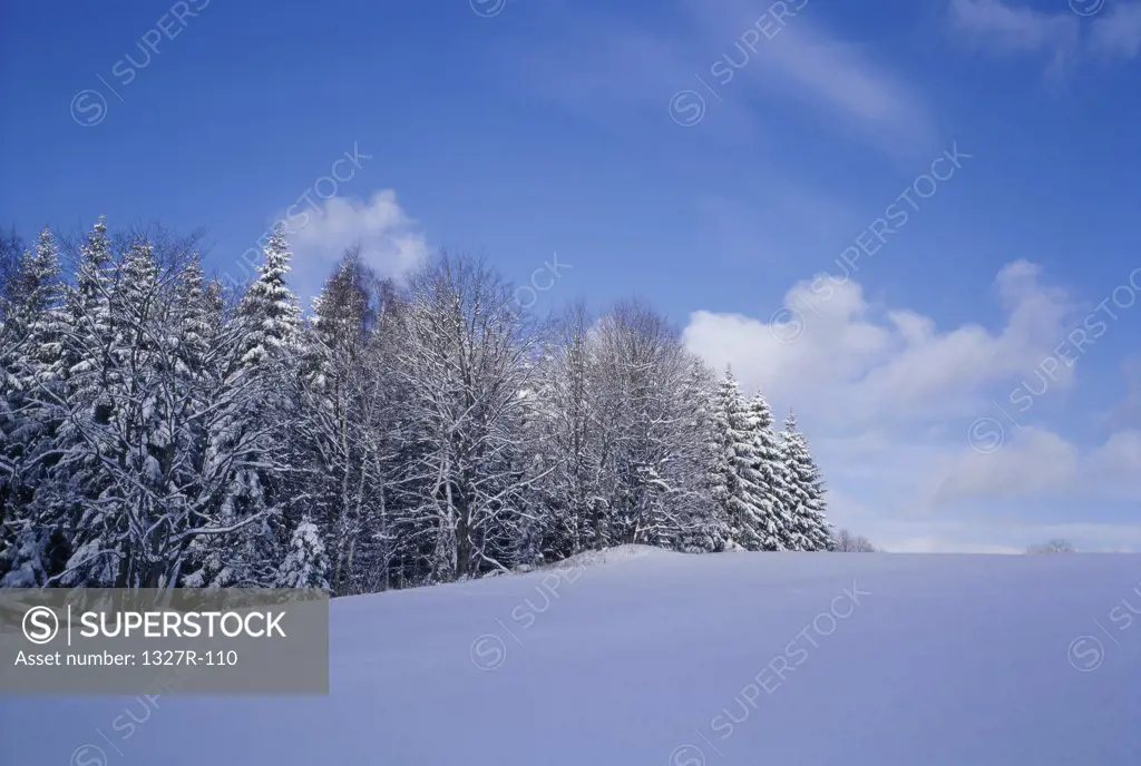 Trees on a snow covered hillside, Czech Republic