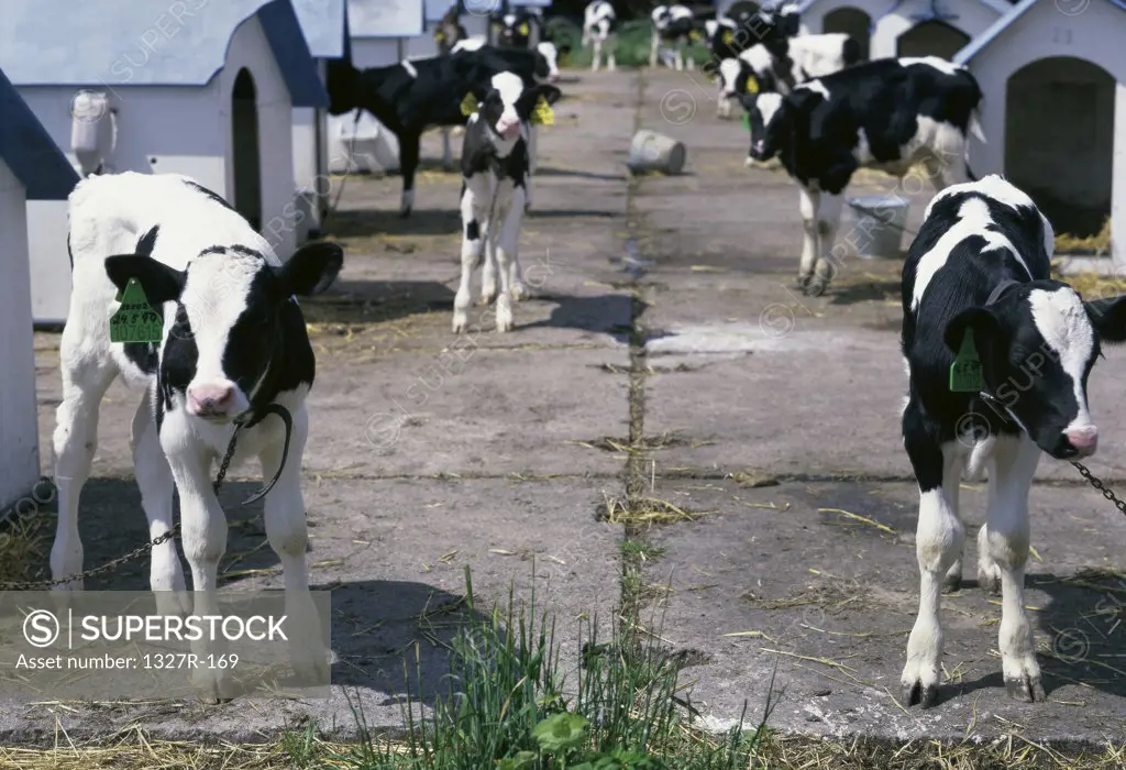 Cows at a farm