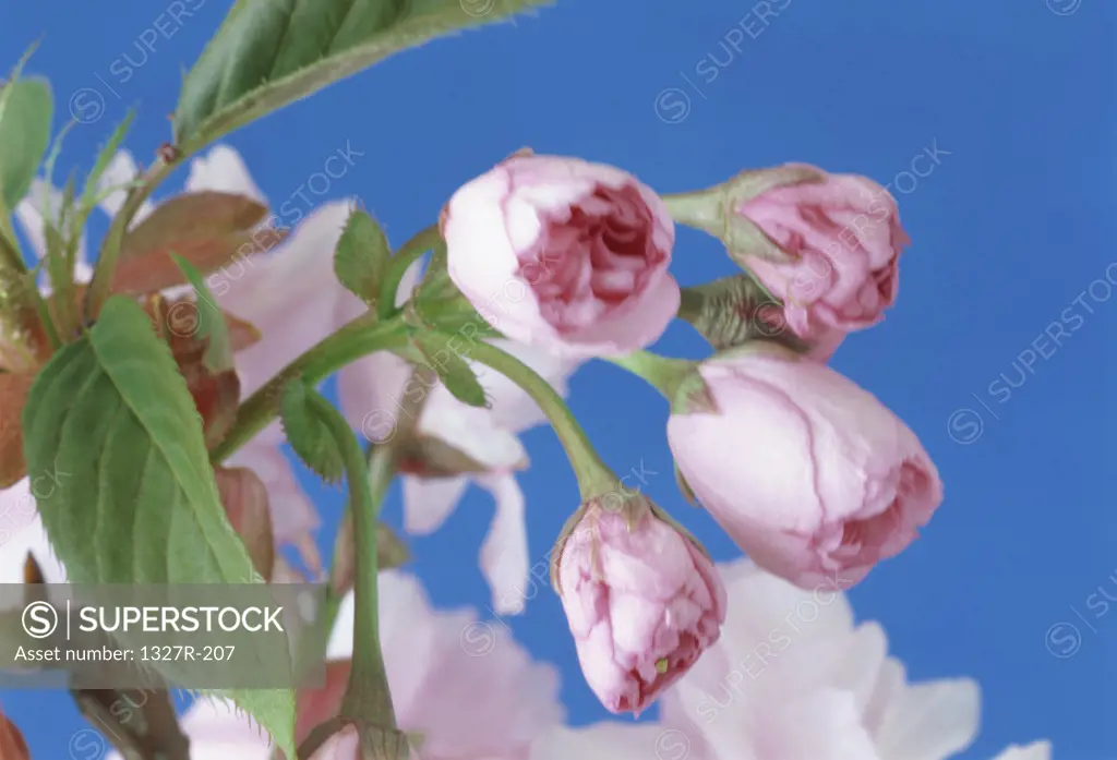 Close-up of sakura flowers