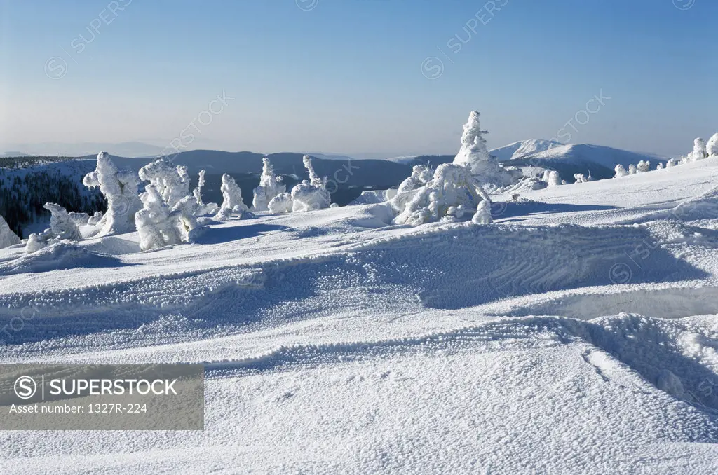 Snow covered trees on a polar landscape, Karkonosze Mountains, Czech Republic