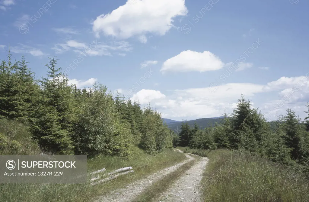 Dirt road passing through a landscape, Jeseniky Mountains, Czech Republic