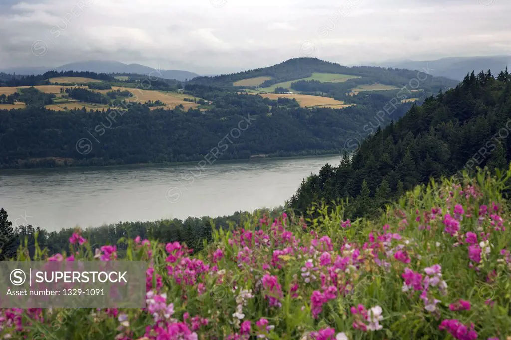 Wildflowers at the riverside, Columbia River, Columbia River Gorge National Scenic Area, Oregon, USA