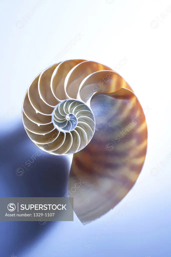 Close-up of a Nautilus shell cut in half