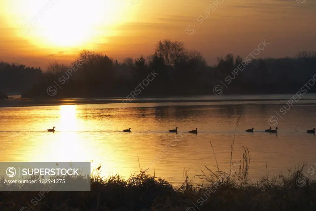 Ducks in a lake, Minnesota, USA