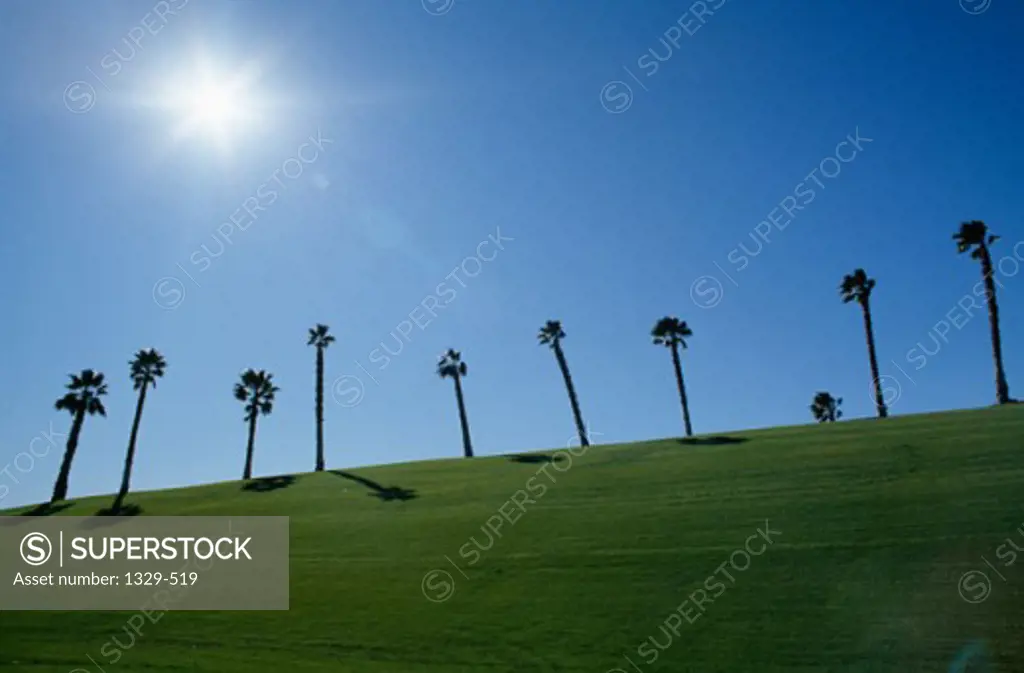 Low angle view of palm trees on a golf course