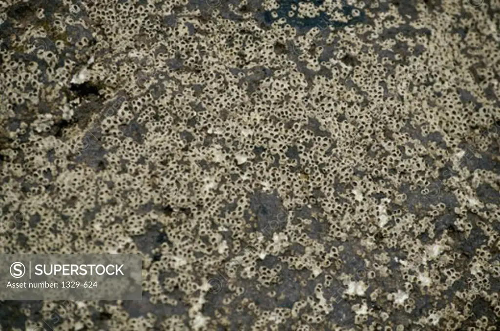 High angle view of barnacles