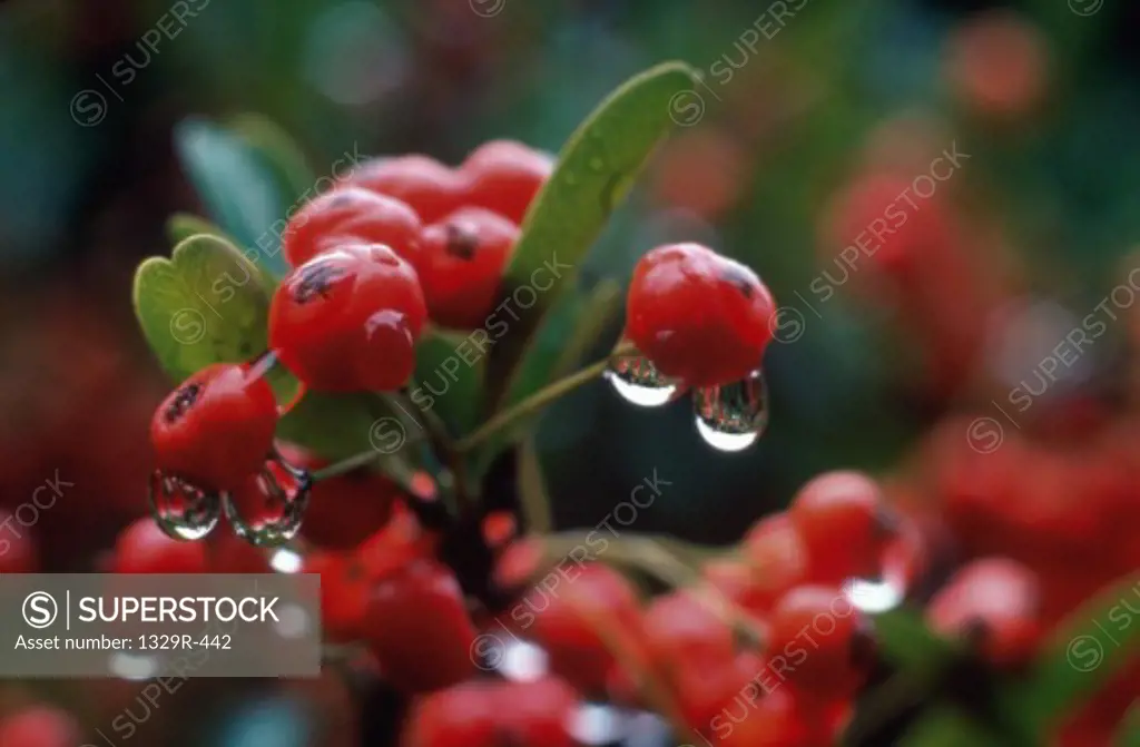 Close-up of berries on a cotoneaster plant