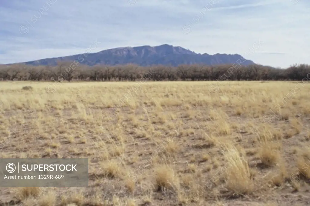 Arid landscape, New Mexico, USA