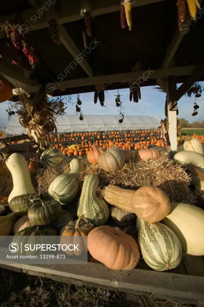 Large group of pumpkins at a vegetable market