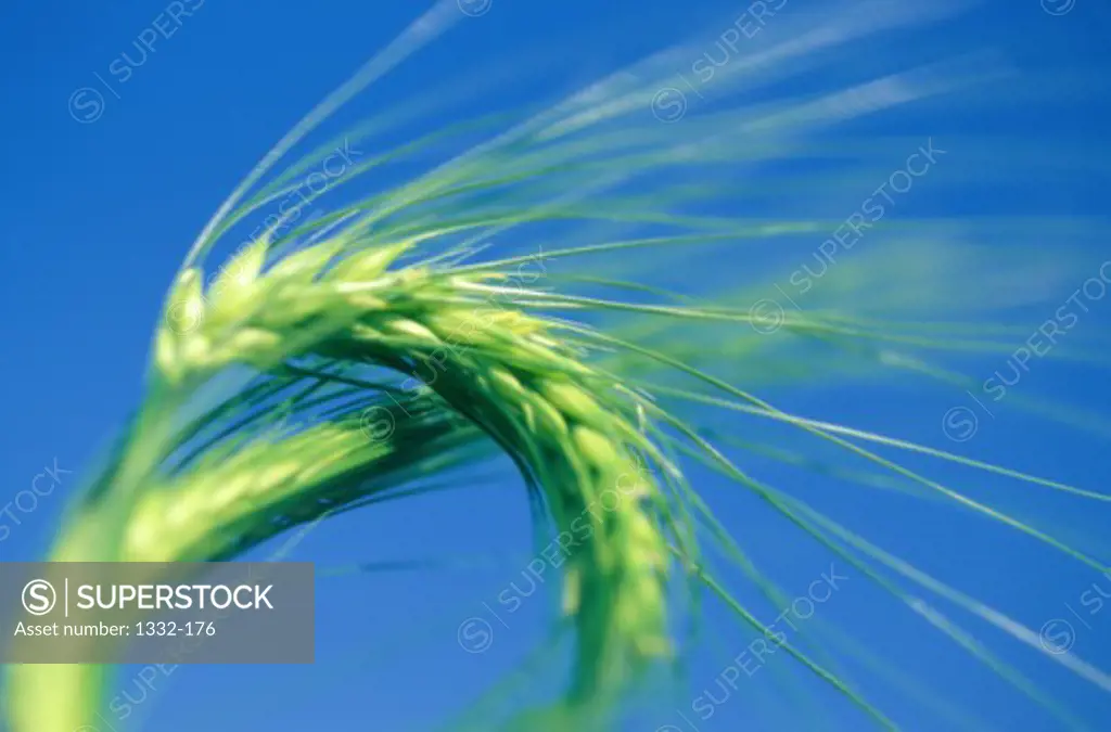 Wheat    