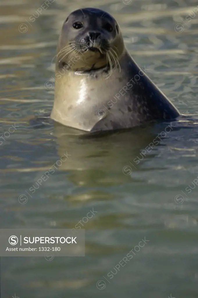 Seal    