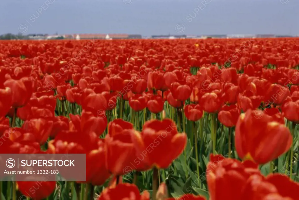 Tulips    