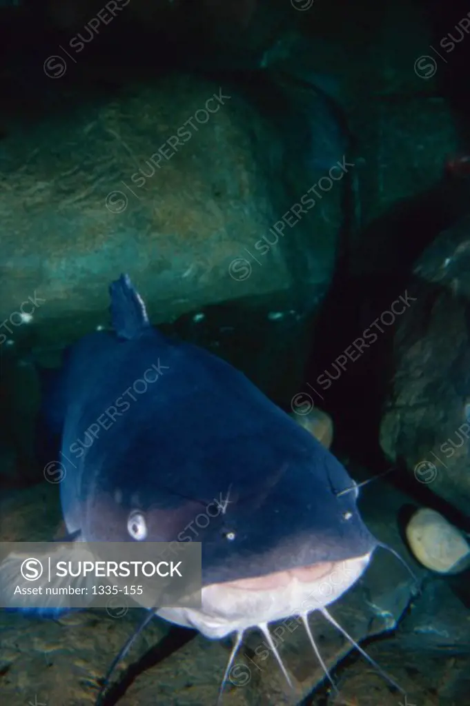 Blue CatfishVirginiaUSA