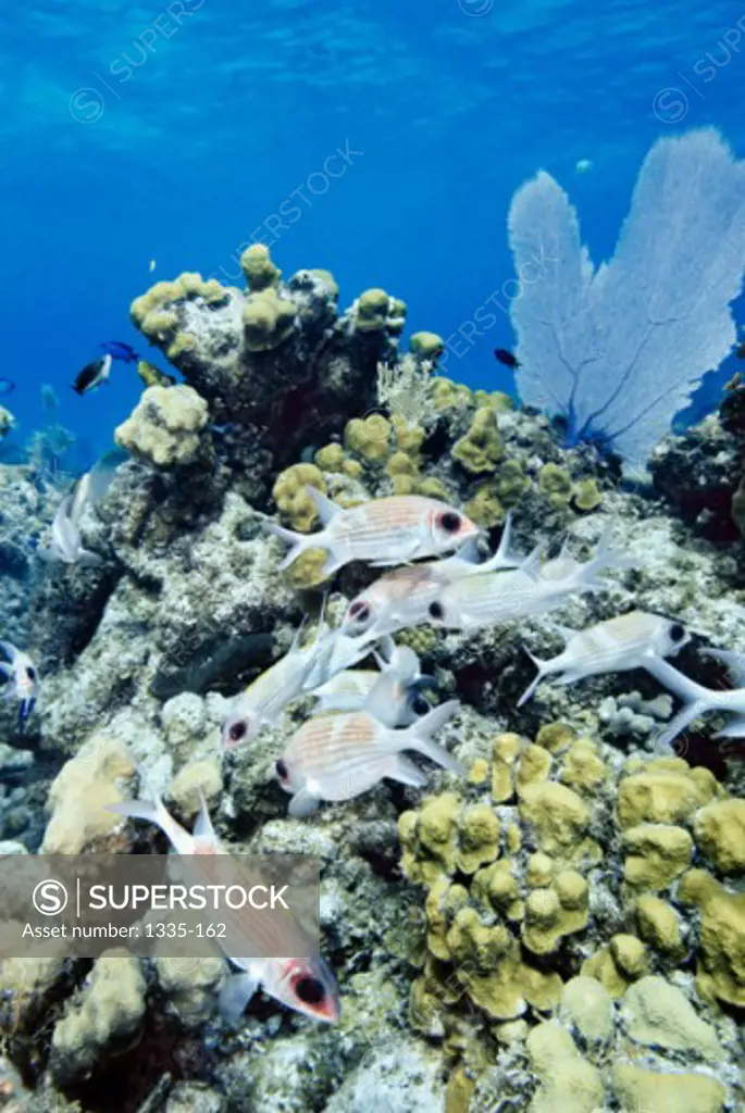 School of squirrelfish swimming underwater near a coral reef