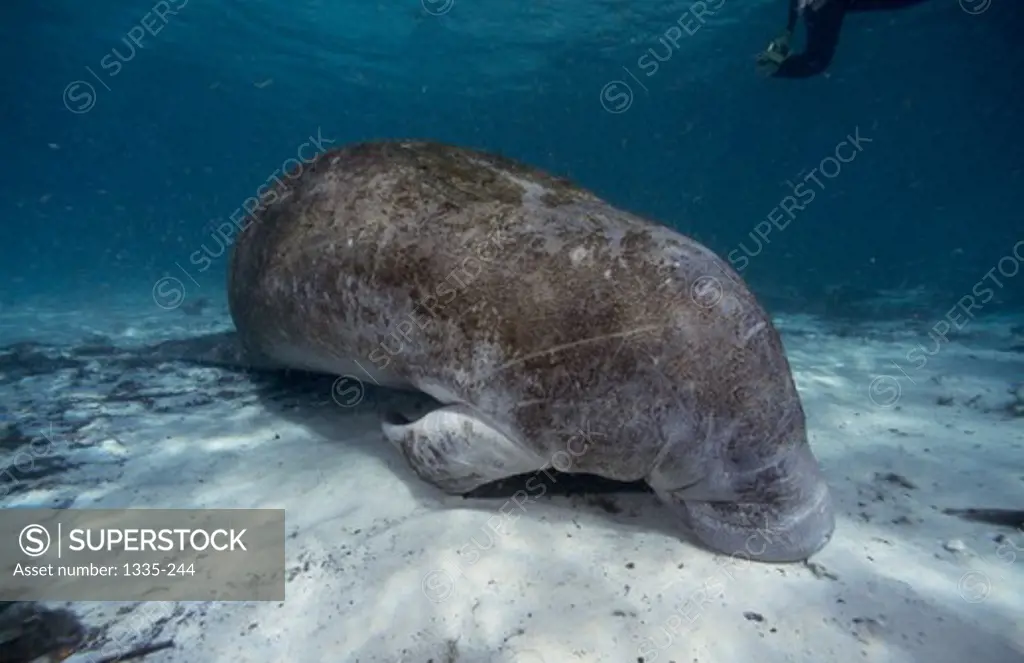 Underwater view of Manatee on sea bed