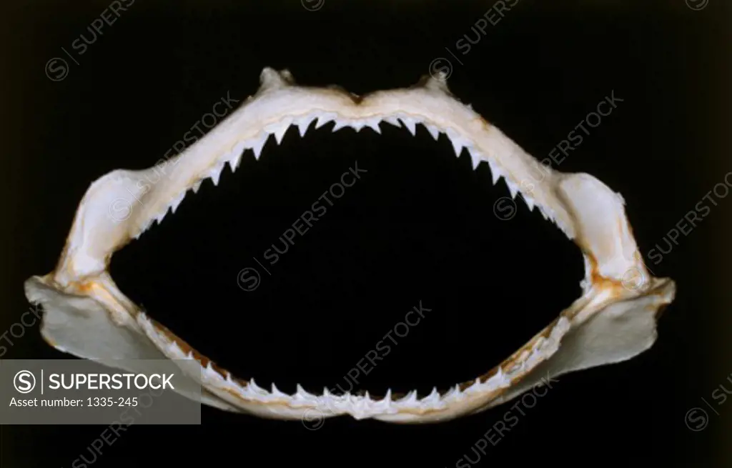 Jaws of a Black Tip Reef Shark (Carcharchinus Metanoperus)