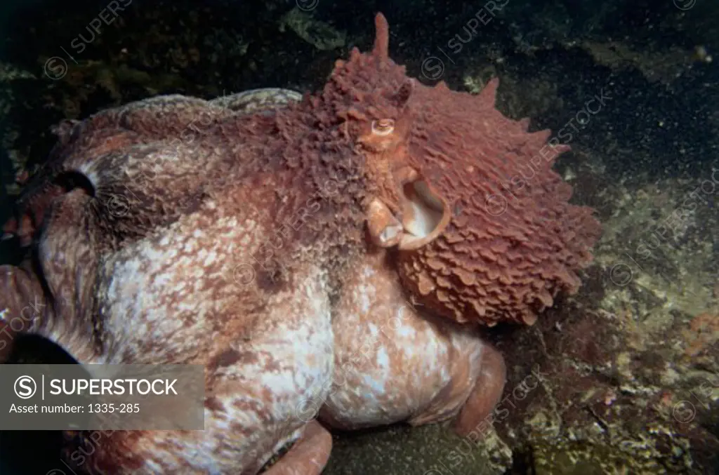 Close-up of a Giant Octopus underwater