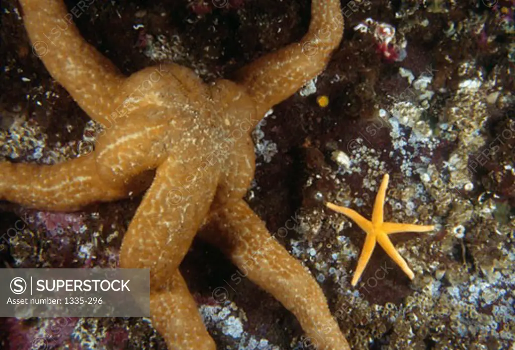Mottled Sea StarBlood Star