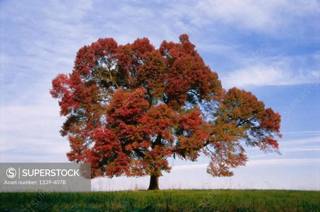 A tree in a field in Autumn