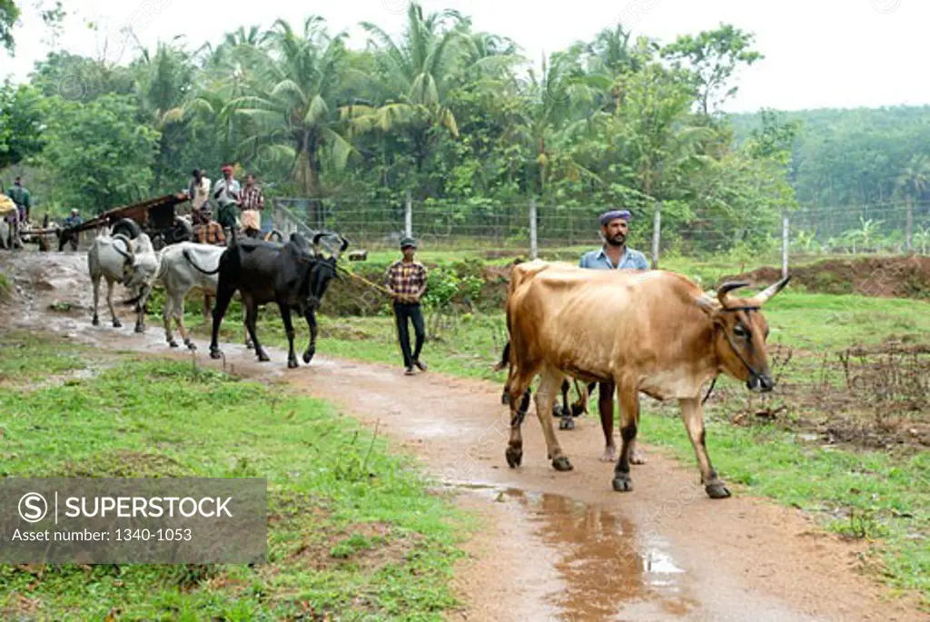 Bulls and men on a muddy road, Kerala, India