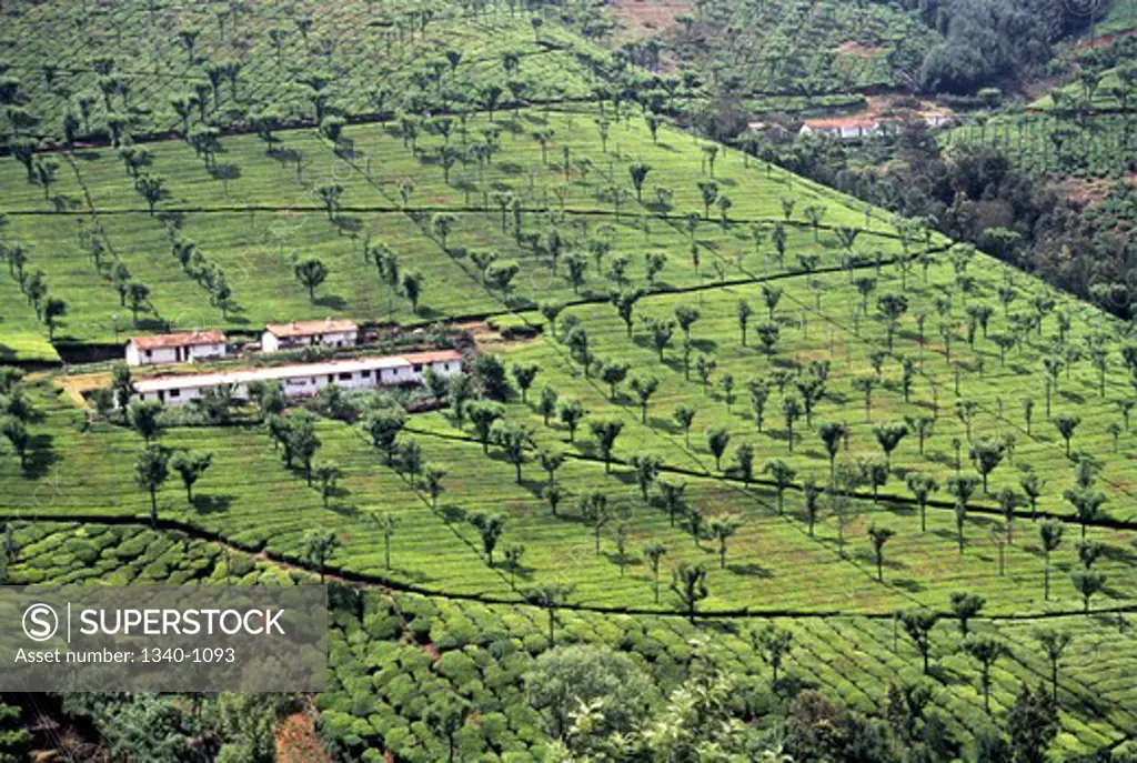 India, Tamil Nadu State, Nilgirs, Coonoor, Tea Gardens
