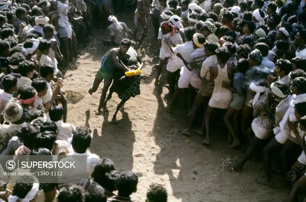India, Tamil Nadu State, Madurai, Bull taming at Alanganallur, South India, Jallikattu is a bull taming sport played as a part of Pongal celebration, This is one of the oldest living ancient sports seen in the modern era,