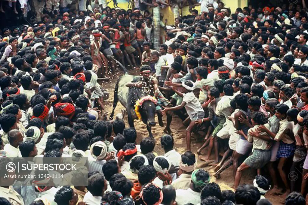 India, Tamil Nadu State, Madurai, Bull taming at Alanganallur, South India, Jallikattu is a bull taming sport played as a part of Pongal celebration, This is one of the oldest living ancient sports seen in the modern era