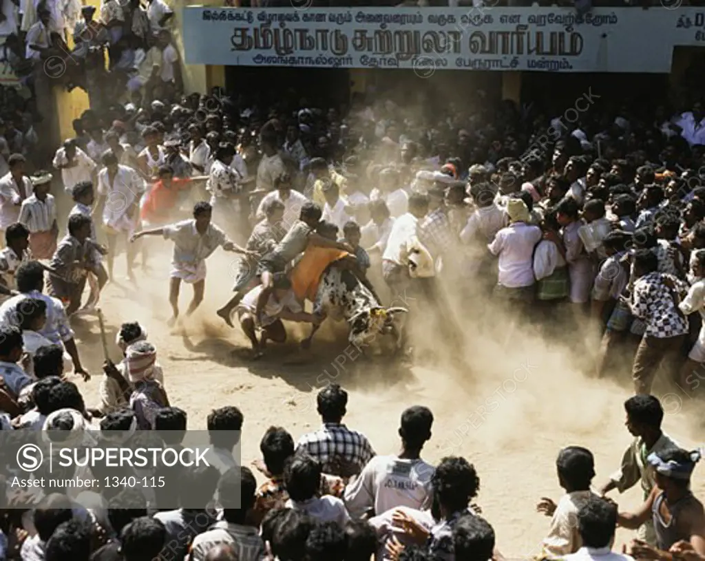 Group of men taming a bull in a traditional festival, Jallikattu, Pongal, Madurai, Tamil Nadu, India