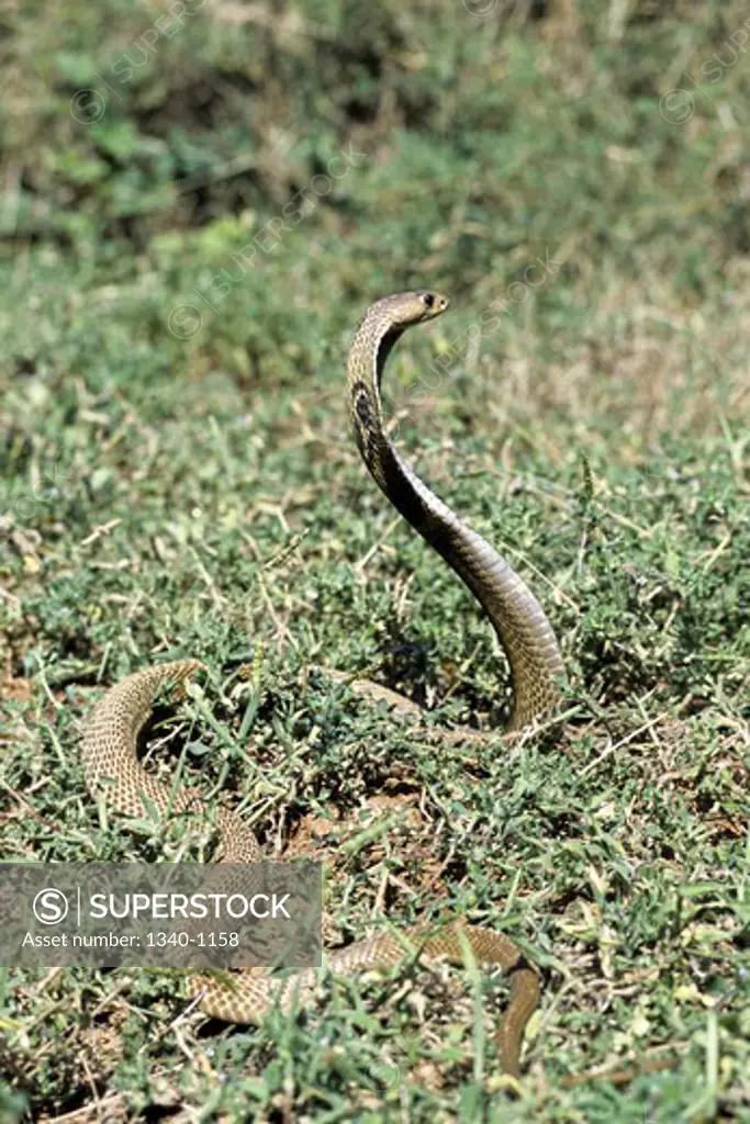 Close-up of an Indian cobra (Naja naja)