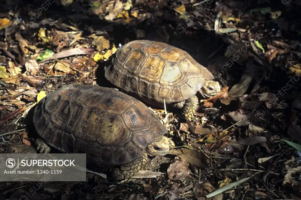 Close-up of two Travancore tortoises (Indotestudo forstenii)