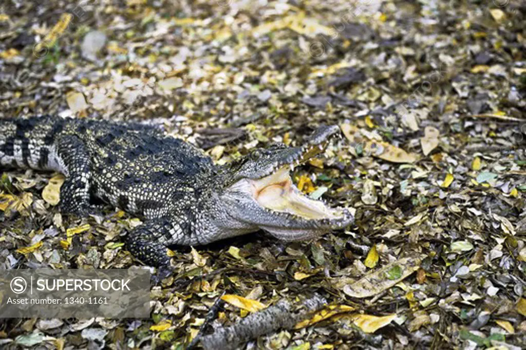 Close-up of a Siamese crocodile (Crocodylus siamensis)