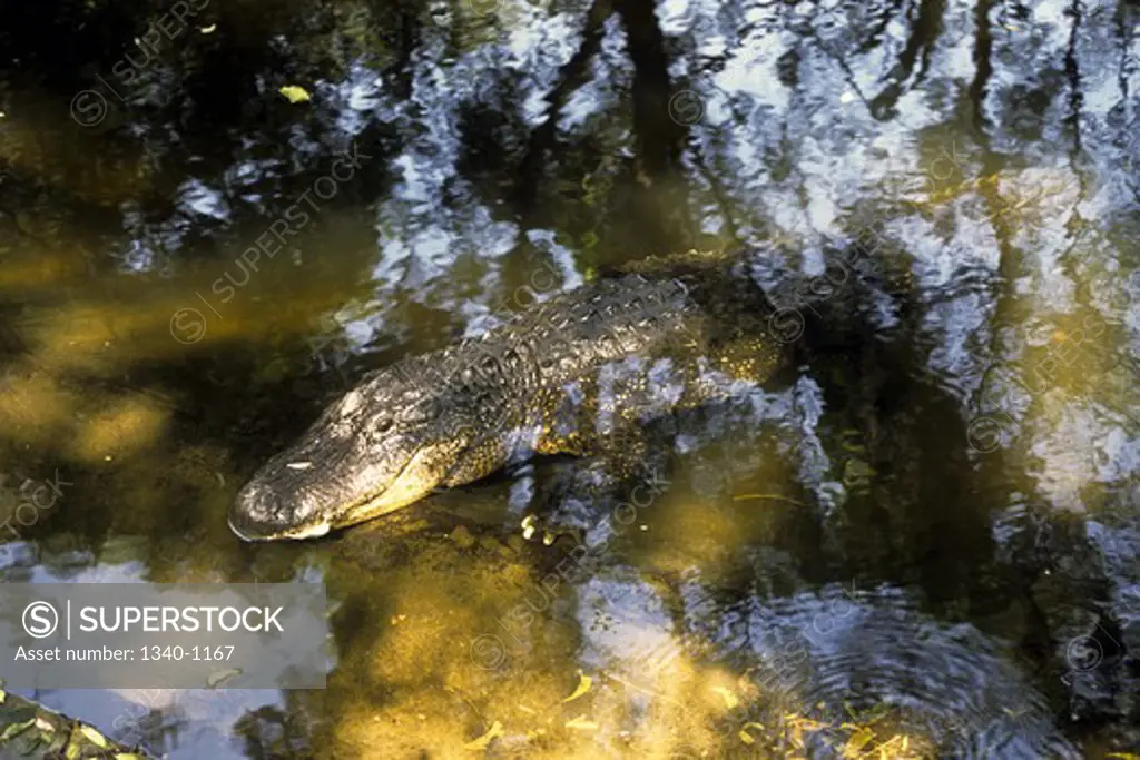Close-up of an American alligator (Alligator mississippiensis)